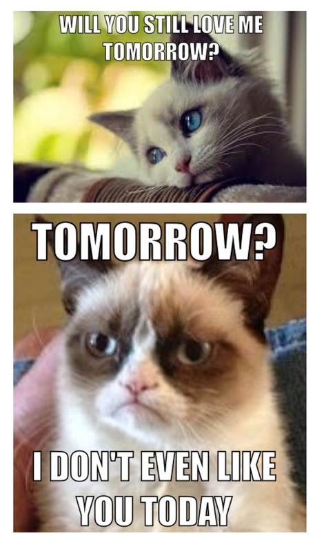 Grumpy Cat Memes Memes For Lifee